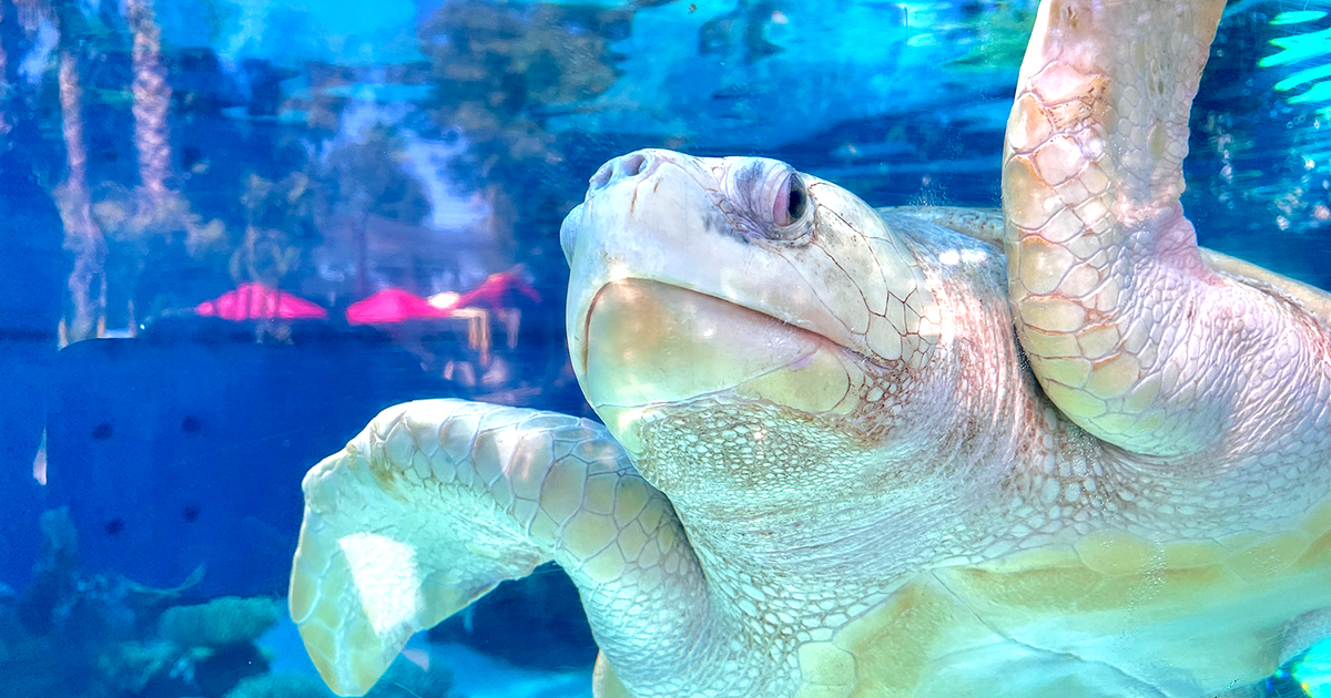 Turtle- Aquarium of the Pacific